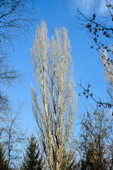 Tall branched poplar tree without foliage against clear blue sky in park. Early Spring. Bottom view. Selective focus. Vertical photo.