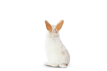 rabbit sits with his back in the frame and looks up
