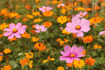 Pink and yellow cosmos flower blooming in the garden on a natural background, close-up picture. Spring concept.