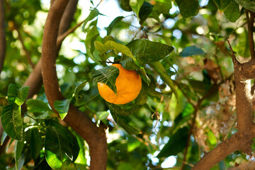 orange fruit on tree
