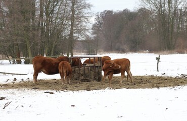 cows in winter in Poland