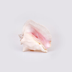 Natural sea shell isolated on a white background