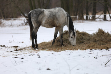 a horse in the snow eats hay, a stable in Poland