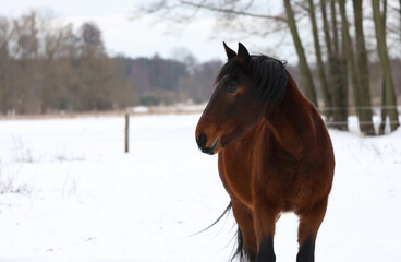 horse in winter in Poland