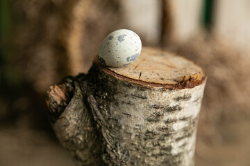 Obraz premium Quail egg on a birch stump