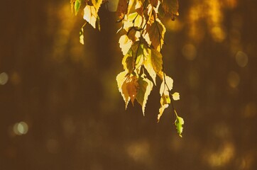 golden autumn leaves