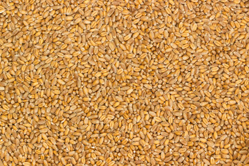 Background of raw durum wheat grains, top view