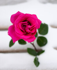 pink rose with water snowflakes on the snow
