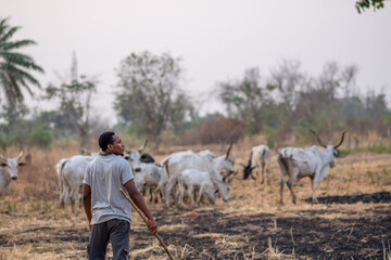 nigerian cattle rearer herding cattle - obrazy, fototapety, plakaty