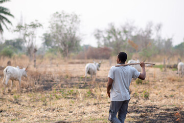 african cattle herdsman with a stick watching his cattle