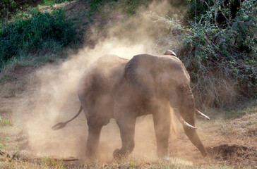 Fototapeta na wymiar African elephant in the wild having a dust bath to get rid of all the parasites