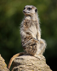 Meerkat
