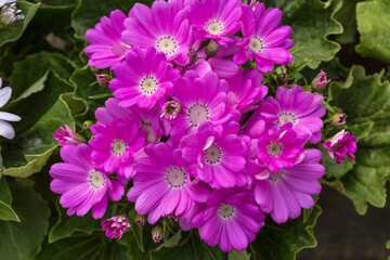 Colorful flowers cineraria blooming outdoors in spring，Pericallis hybrida