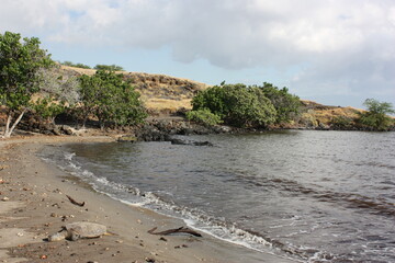 Sea turtle peacefully resting on a rock in Big island, Hawaii - ウミガメ ハワイ島