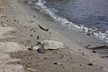 Sea turtle peacefully resting on a rock in Big island, Hawaii - ウミガメ ハワイ島