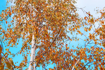 Birch with red autumn foliage over blue sky