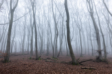 Naklejka premium Nebelwald