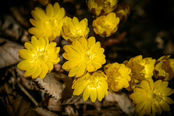 Close up view of the first spring flowers among withered leaves. Selective focus with shallow depth of field.