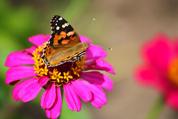 Fototapeta na wymiar Butterfly on a daisy flower gerbera in the garden
