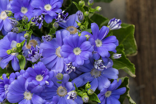 Colorful flowers cineraria blooming outdoors in spring，Pericallis hybrida