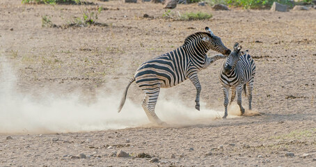 Obraz na płótnie Canvas Zebra in the wild fighting for territory
