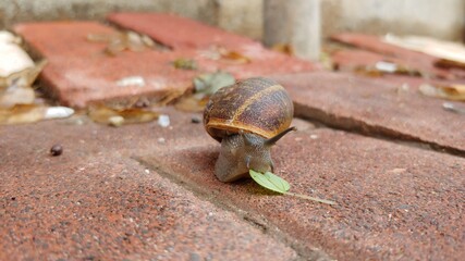 a snail eating leaf