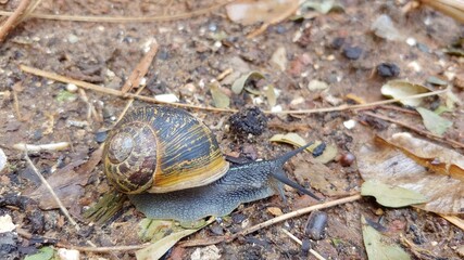 a snail eating leaf