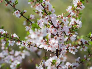 Cherry blossoms. Selective focus with shallow depth of field.