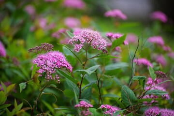 Beautiful pink flowers of Japanese meadowsweet at sunny day.