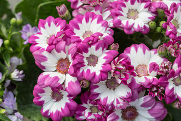 Obraz na płótnie Canvas Colorful flowers cineraria blooming outdoors in spring，Pericallis hybrida