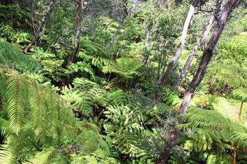 Hawaii Volcanoes National Park in Big island, Hawaii, USA