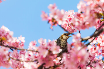 河津桜とヒヨドリ　東京都江戸川区　日本