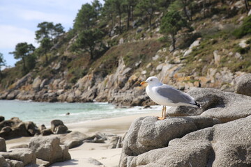 beautiful seagull on the rocks of an idyllic beach in north Spain, Islas Cíes