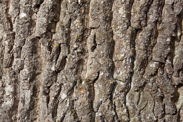 Oak tree bark texture background