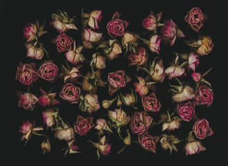 Pink dry roses scanned on black background.