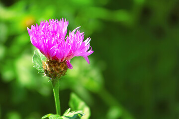 Flowering thistle in the soft light. Close up