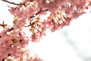 満開の河津桜　東京都江戸川区　日本