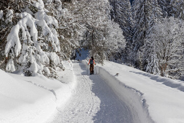 Woman hiking into litte winter forest along footpath carved into deep snow.
