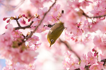 河津桜とメジロ　東京都江戸川区　日本