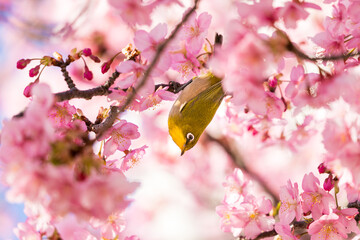 河津桜とメジロ　東京都江戸川区　日本
