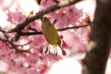 河津桜とメジロ　東京都江戸川区　日本