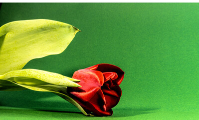 Martwa natura. Tulipan , Tulipa L.