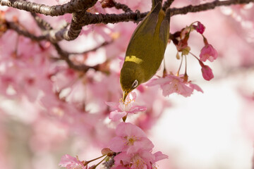 河津桜とメジロ　東京都江戸川区　日本