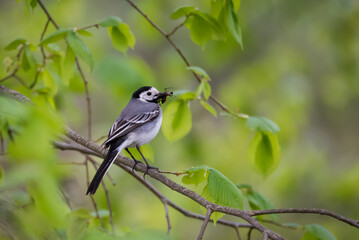 Selective focus photo. White wagtail bird. Motacilla alba.