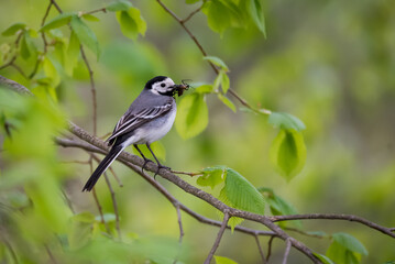 Selective focus photo. White wagtail bird. Motacilla alba.