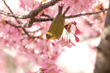 河津桜とメジロ　東京都江戸川区　日本