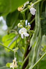 bean plant in flowering stage with pods already formed at the base