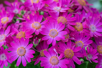 Obraz premium Colorful flowers cineraria blooming outdoors in spring，Pericallis hybrida