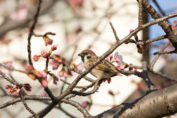 大寒桜と雀　東京都江戸川区　日本