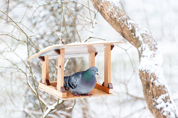 Portrait of a pigeon  in the feeder